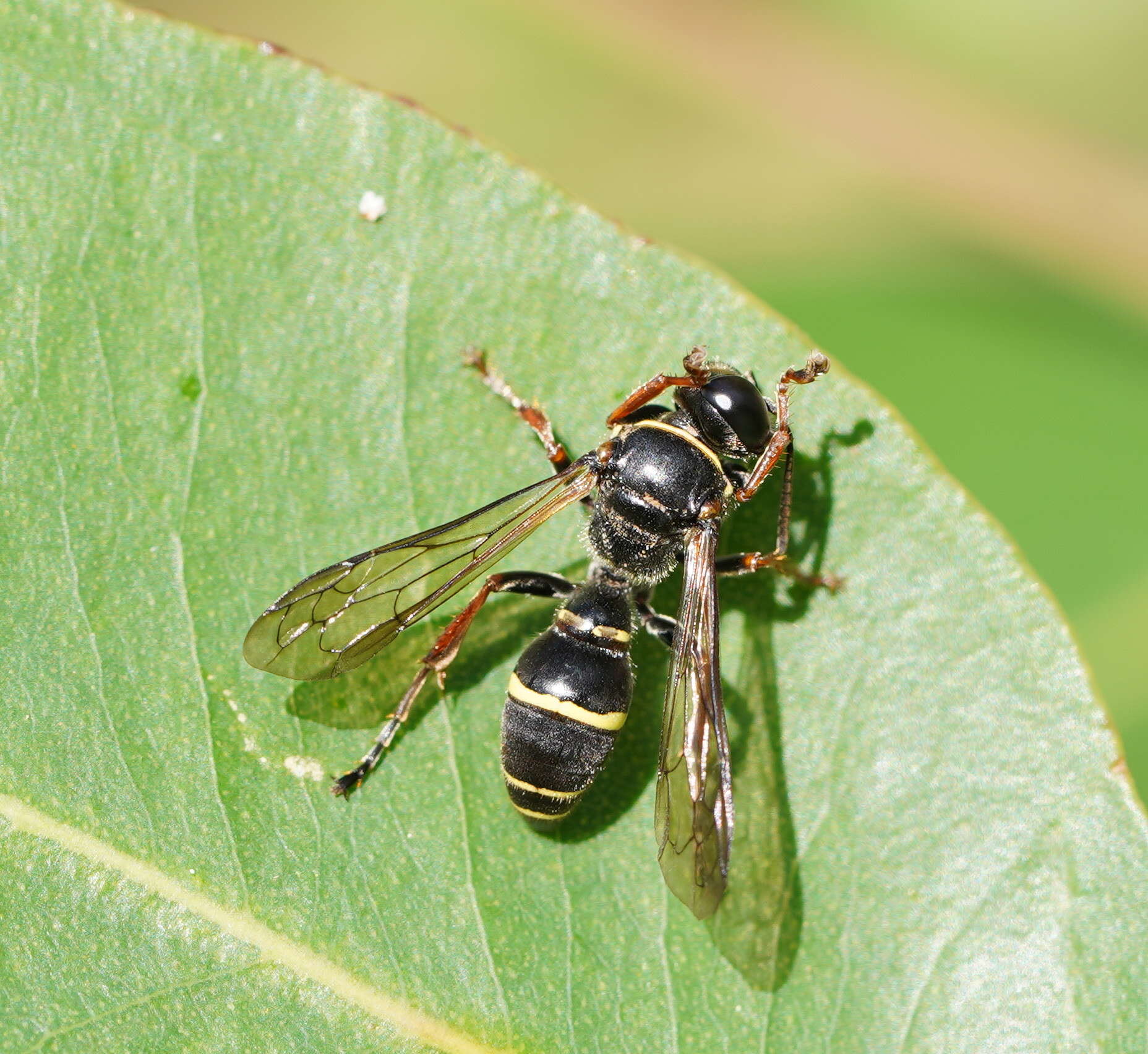 Image of Austrogorytes frenchii (R. Turner 1908)