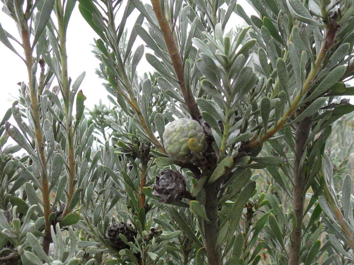 Image of Leucadendron cinereum (Sol. ex Aiton) R. Br.