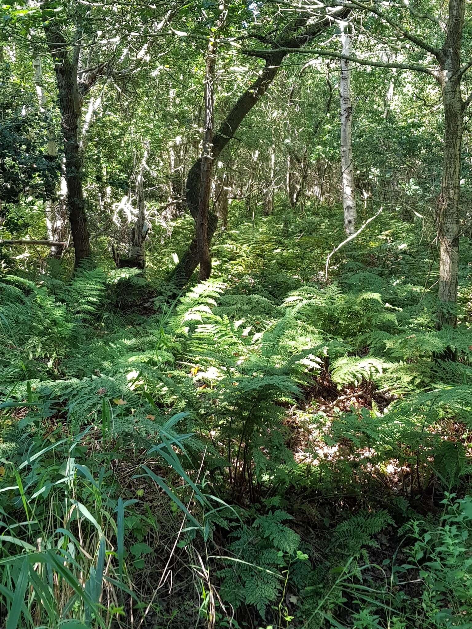 Imagem de Dryopteris dilatata (Hoffm.) A. Gray