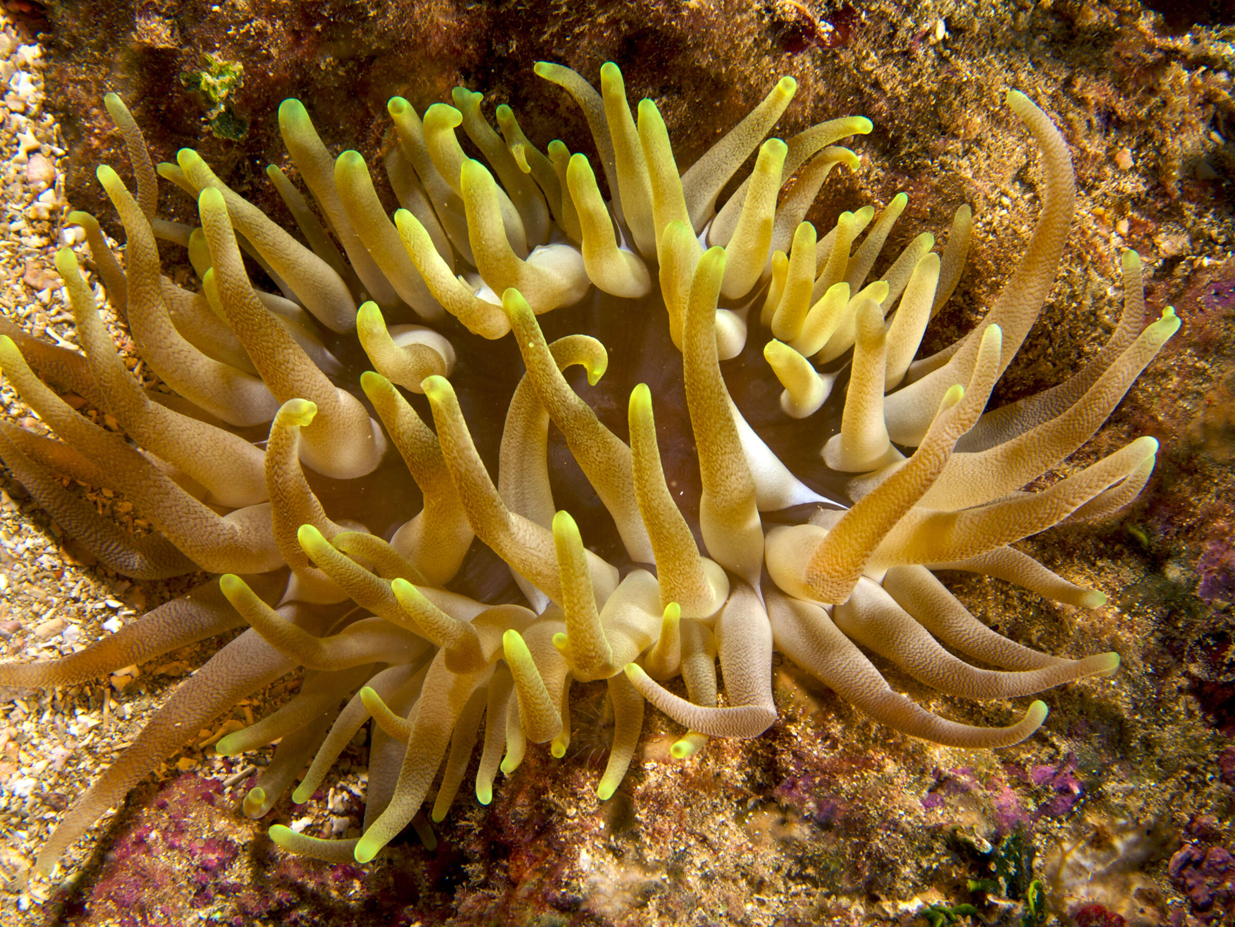 Image of Giant anemone