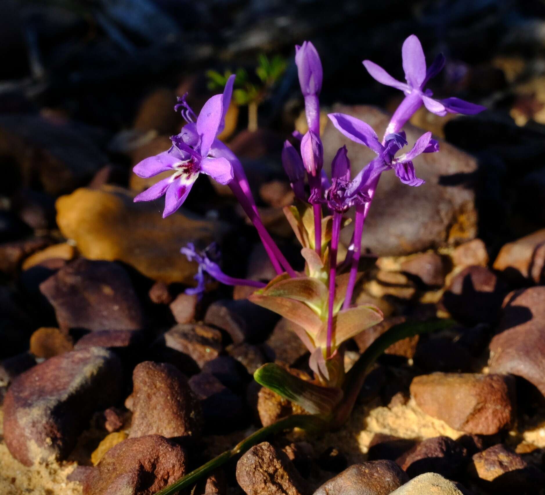 Image of Lapeirousia pyramidalis subsp. regalis Goldblatt & J. C. Manning