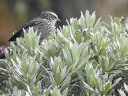 Image of Andean Tit-Spinetail