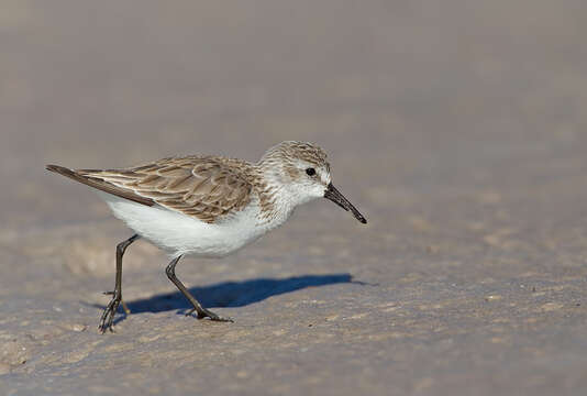 Image of Western Sandpiper