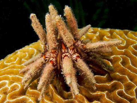 Image of slate pencil urchin