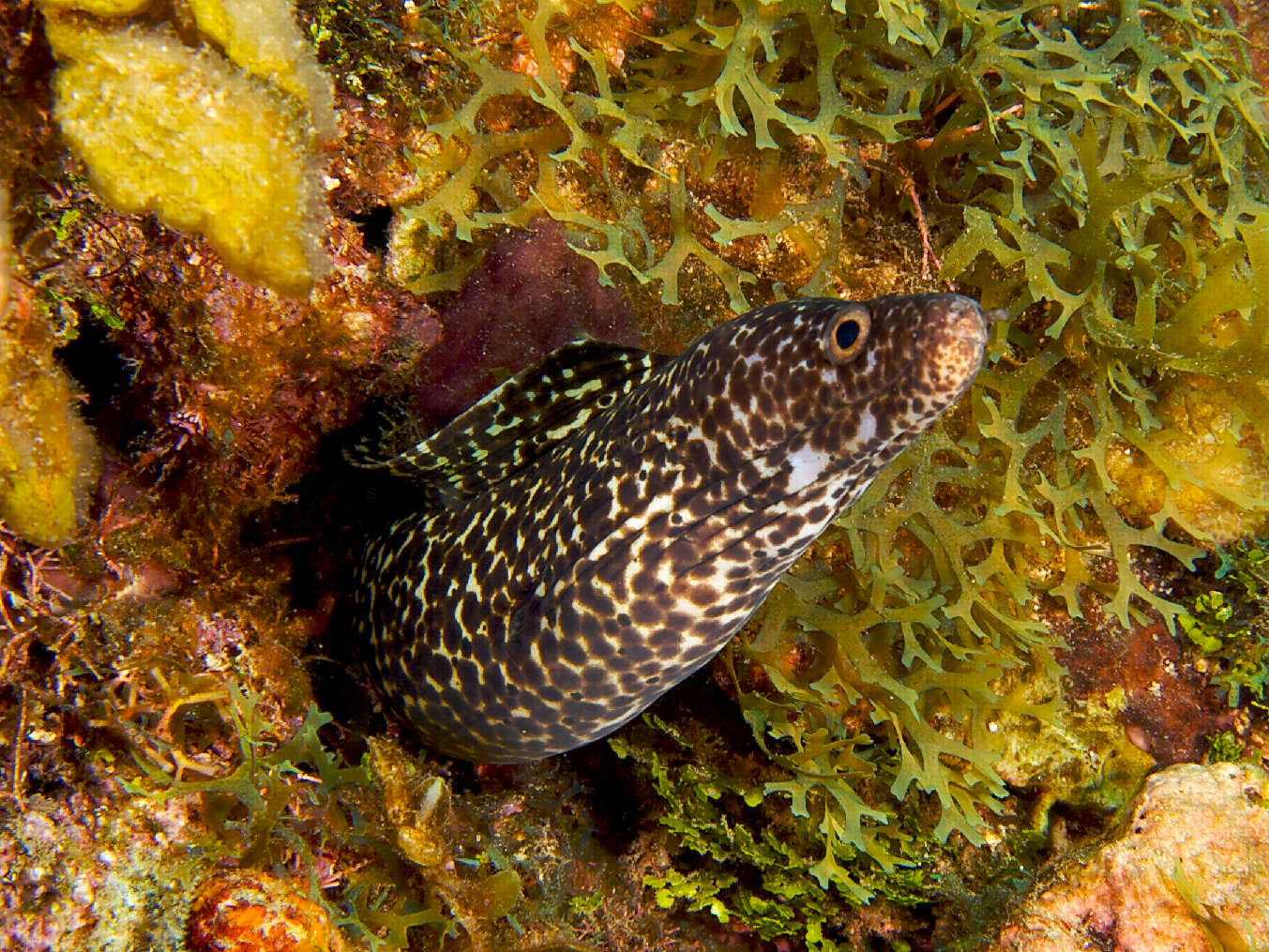 Image of Common Conger