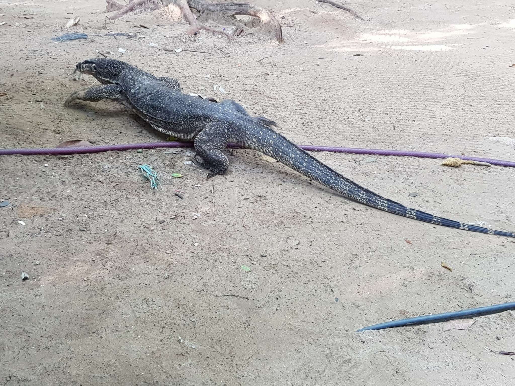 Image of Varanus palawanensis Koch, Gaulke & Böhme 2010