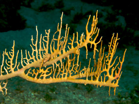 Image of Fire coral