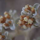 Image of Helichrysum litorale Bolus