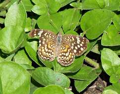 Imagem de Phystis simois variegata Röber 1914