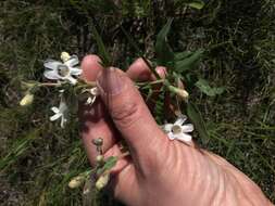 Image de Penstemon albidus Nutt.