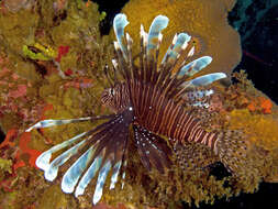 Image of Common lionfish