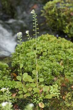 Image de Myosotis forsteri Lehm.