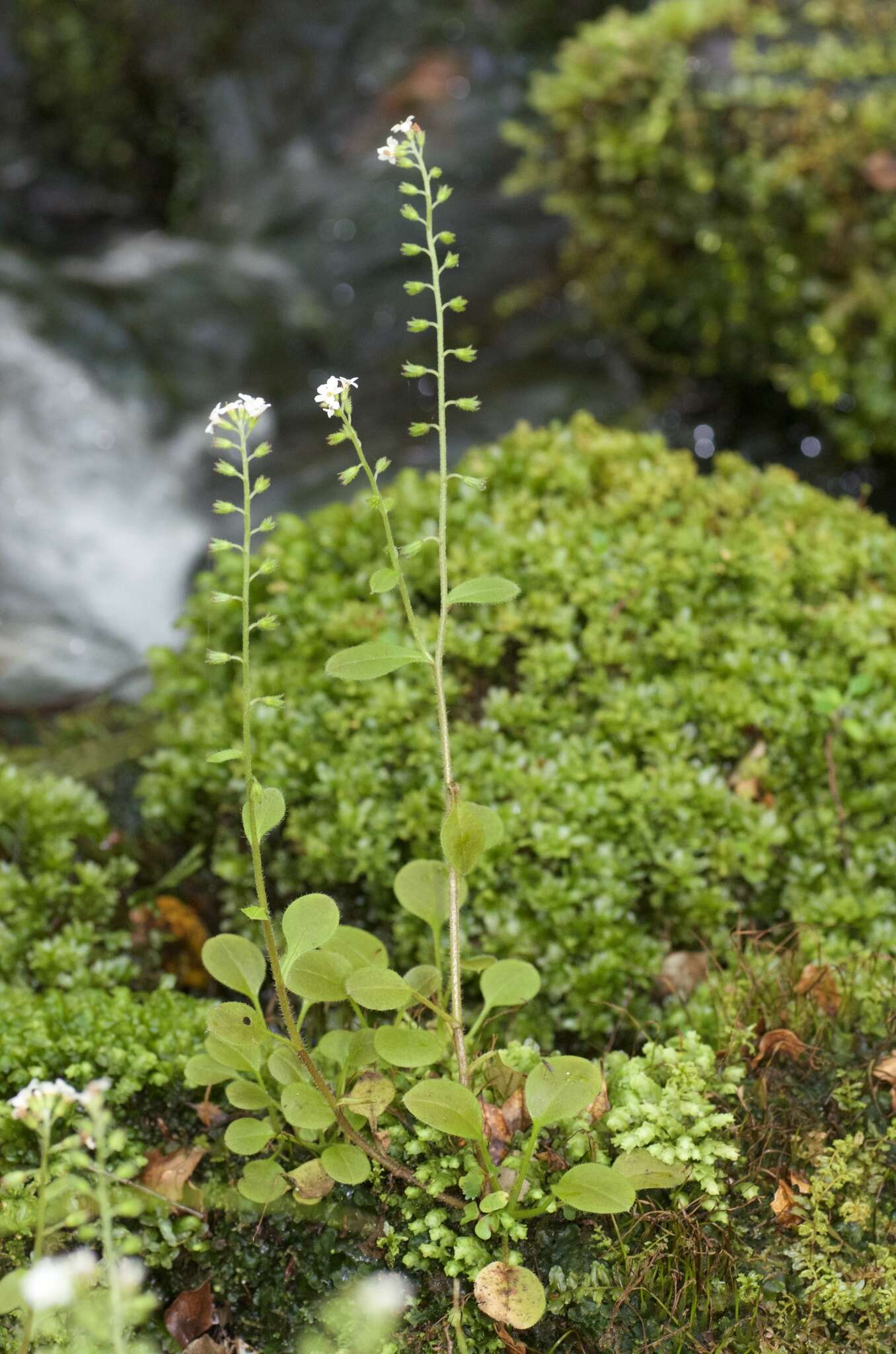 Image of Myosotis forsteri Lehm.