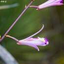 Image of Bletia parkinsonii Hook.