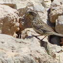 Image of Radde's Accentor