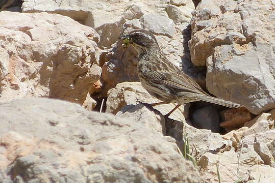 Image of Radde's Accentor