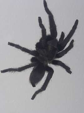 Image of Costa Rican Bluefront Tarantula