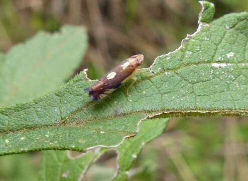 Diedrocephala resmi