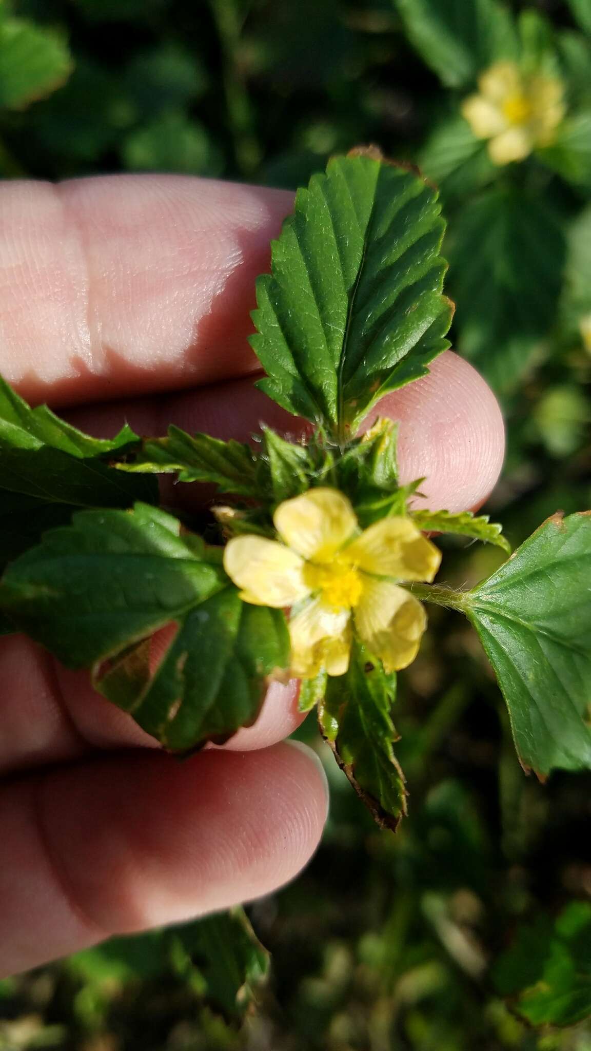 Слика од Malvastrum coromandelianum (L.) Garcke