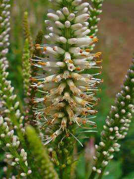 Image of Culver's root