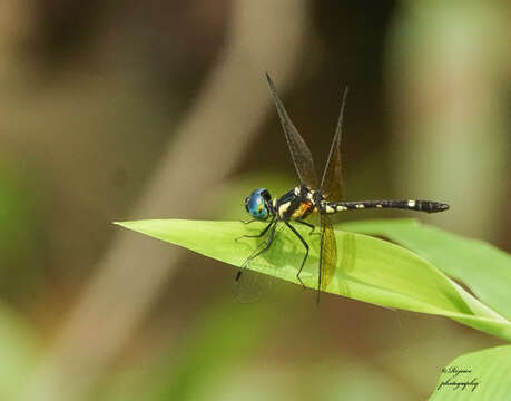 Tetrathemis platyptera Selys 1878 resmi