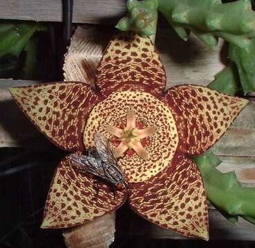 Image de Ceropegia mixta (Masson) Bruyns