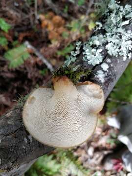 Image of Polyporus tuberaster (Jacq. ex Pers.) Fr. 1821