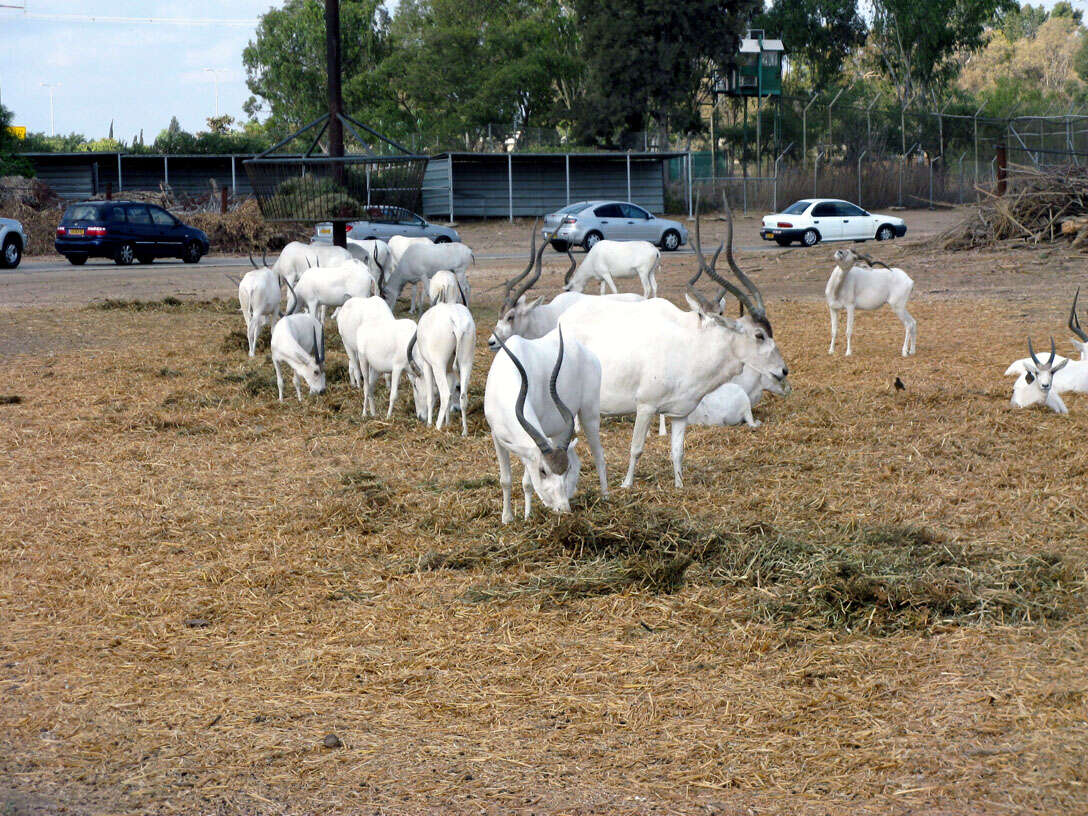 Image of Addax Laurillard 1841