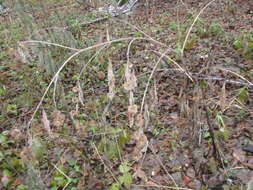 Image of Arctium nemorosum Lej.