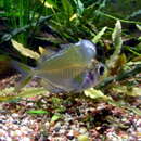 Image of Humphead Glassfish