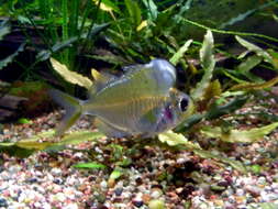 Image of Humphead Glassfish