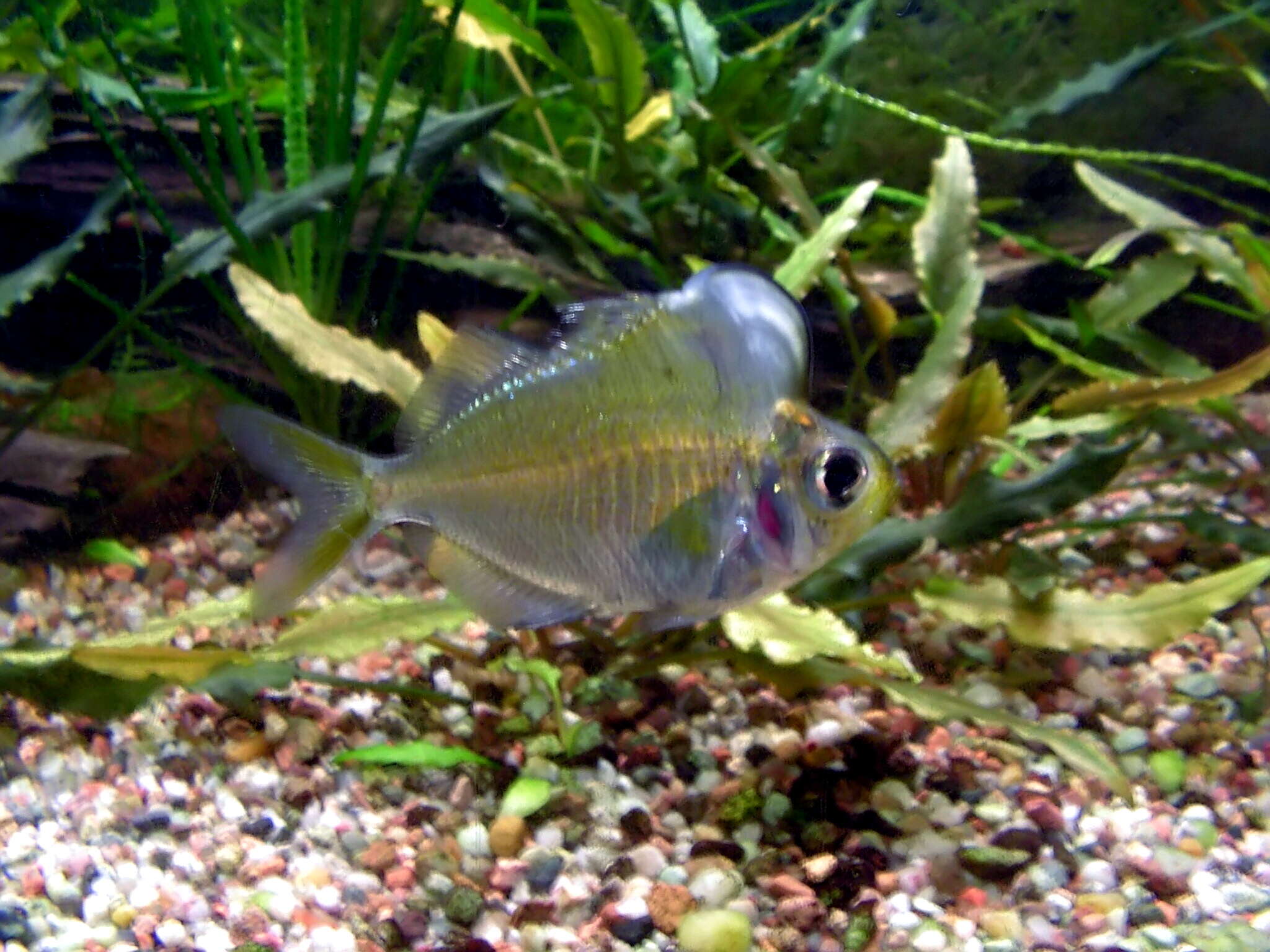 Image of Humphead Glassfish