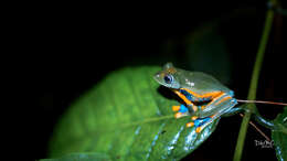 Image of Black-webbed Treefrog