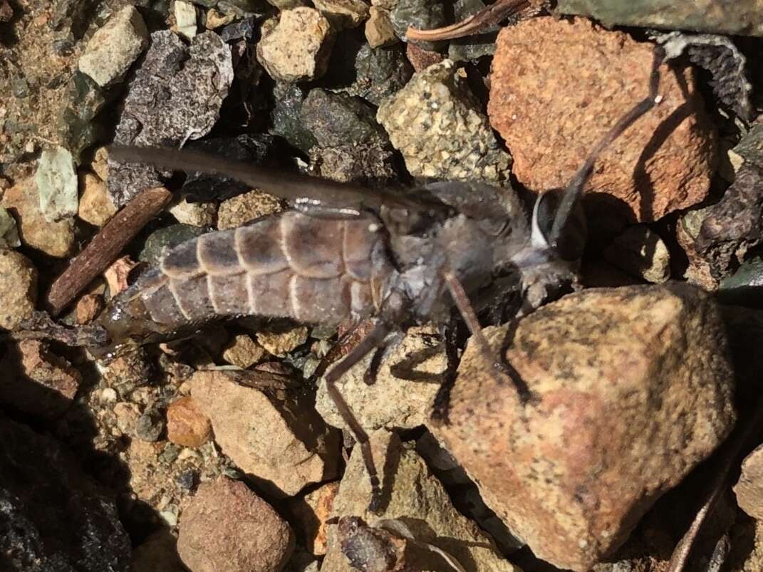 Imagem de Tabanus stonei Philip 1941