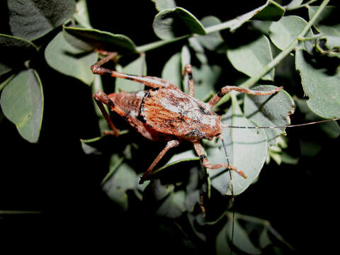 Image of Aglaothorax gurneyi (Rentz, D. C. F. & Birchim 1968)