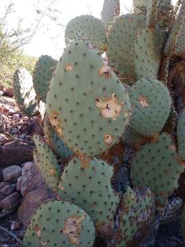 Opuntia comonduensis resmi