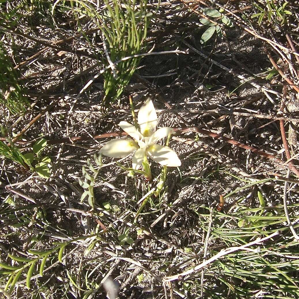 Image of Moraea tricolor Andrews