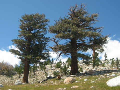 Image of foxtail pine