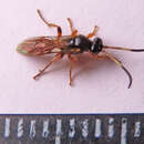 Image of Ichneumon oblongus Schrank 1802