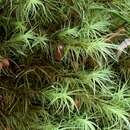 Image of Haller's bartramia moss