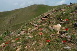 Image of Tulipa fosteriana W. Irving