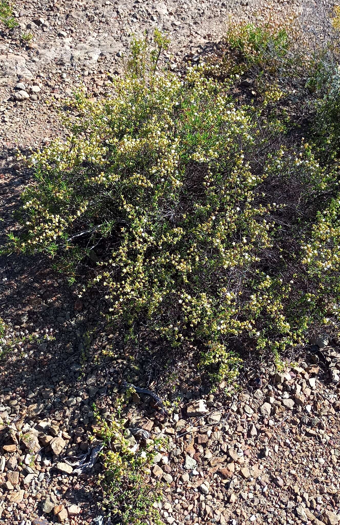 Image of Drosanthemum praecultum (N. E. Br.) Schwant.