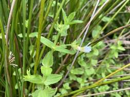 Plancia ëd Gratiola viscidula Pennell