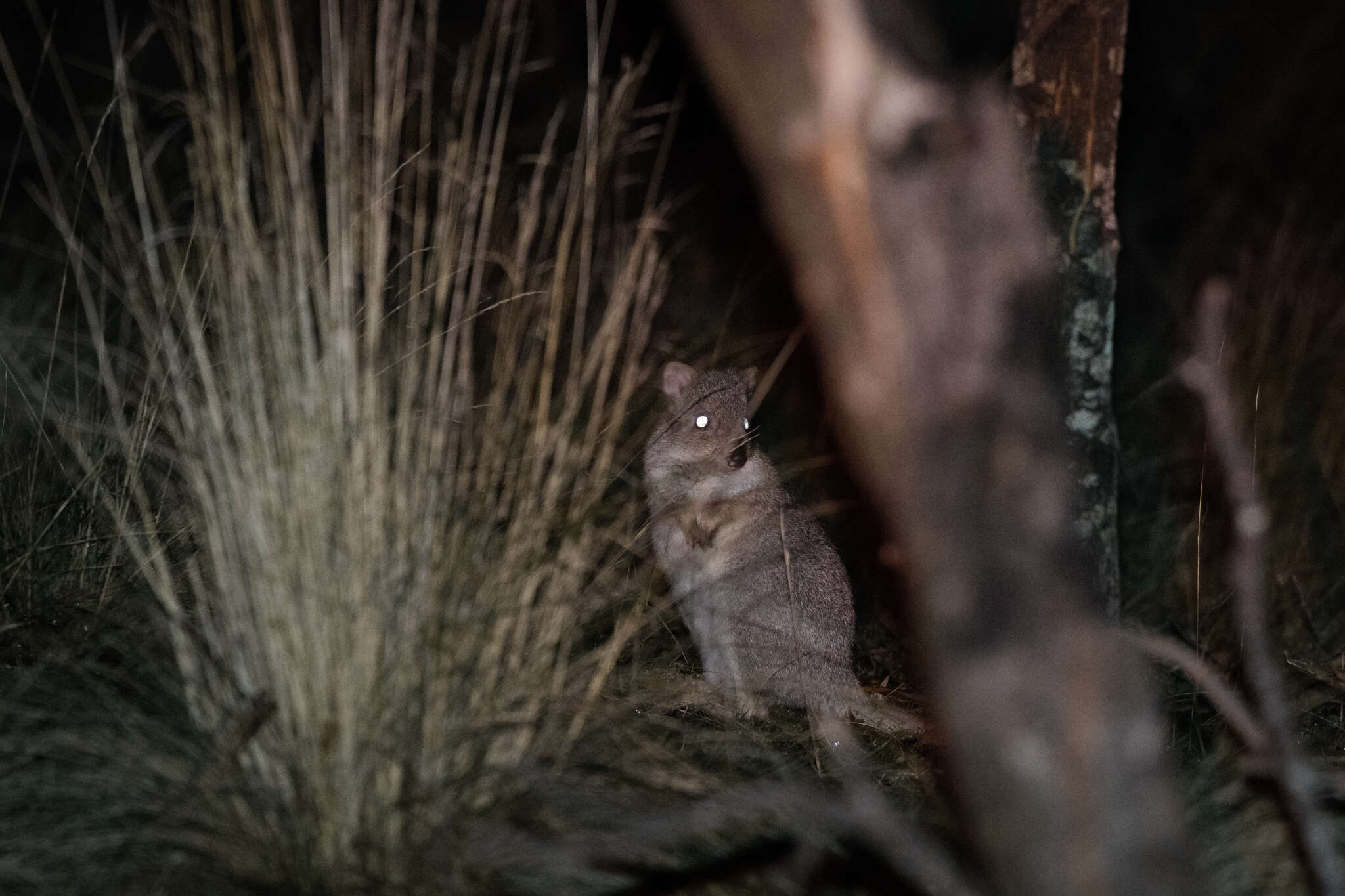 Sivun Tasmaniankaivajakenguru kuva