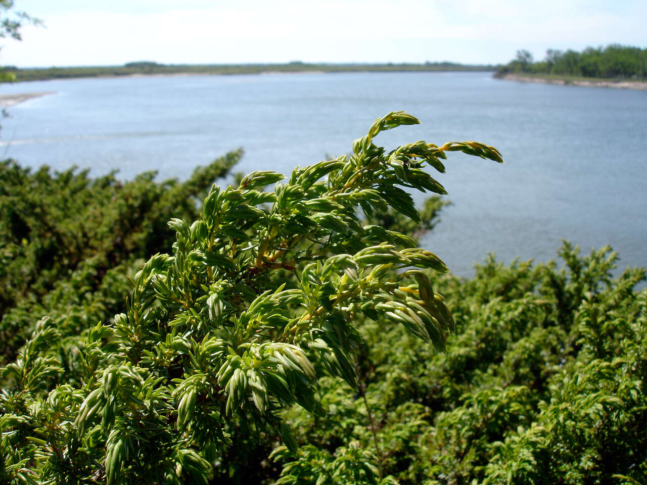 Image of Common Juniper