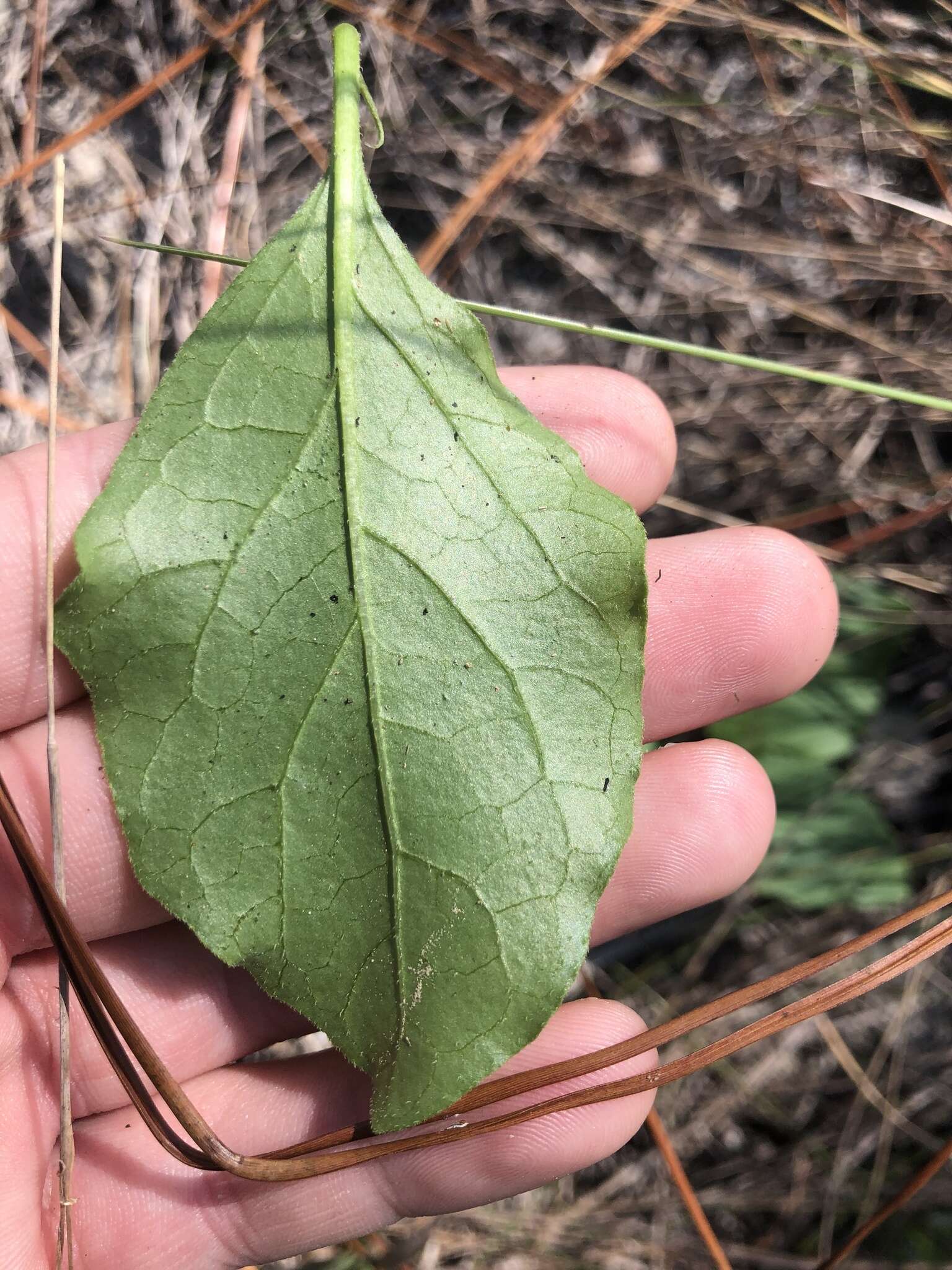 Image of sword groundcherry