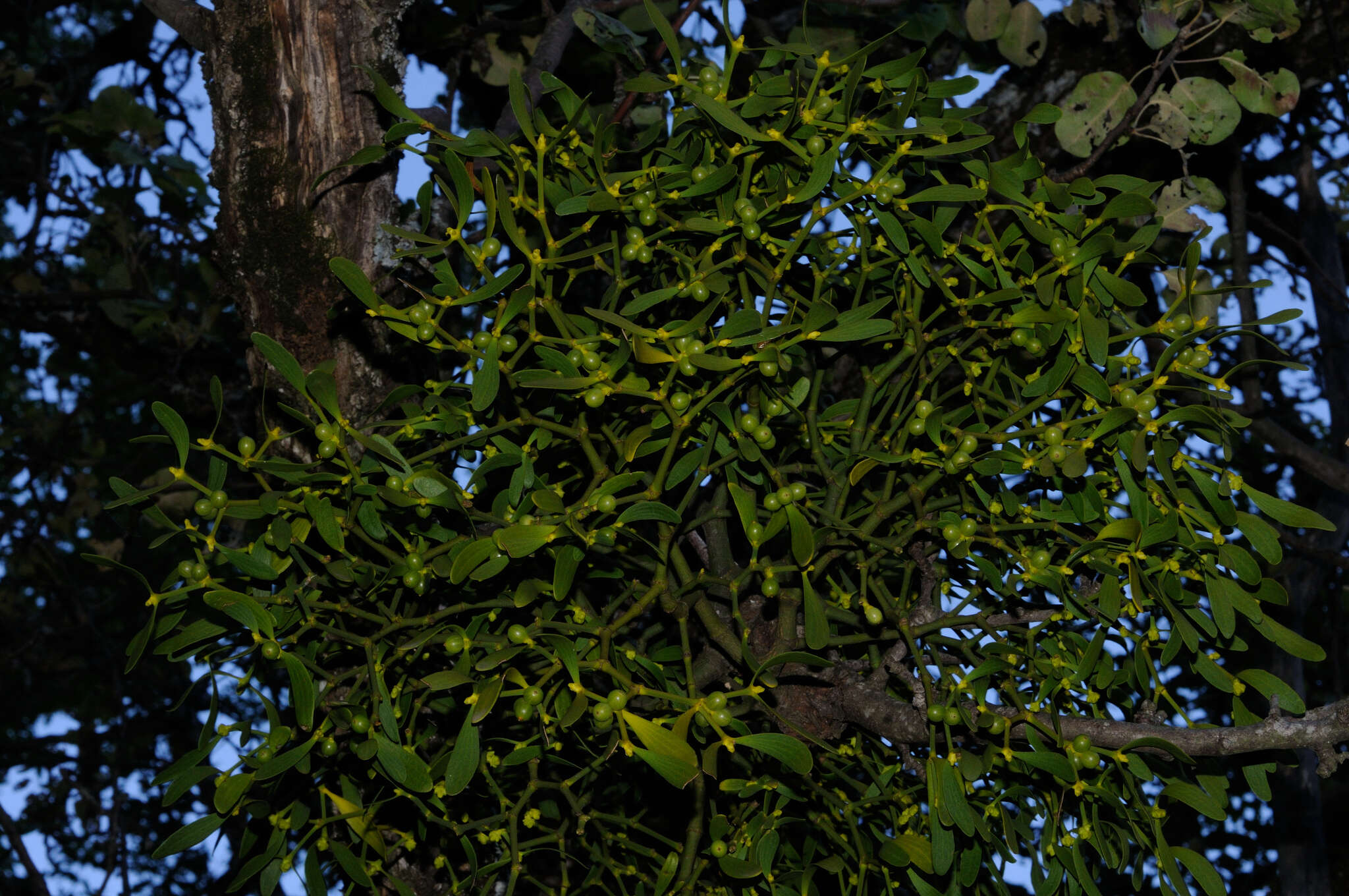 Image of European mistletoe