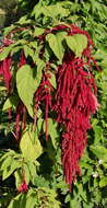 Imagem de Amaranthus caudatus L.