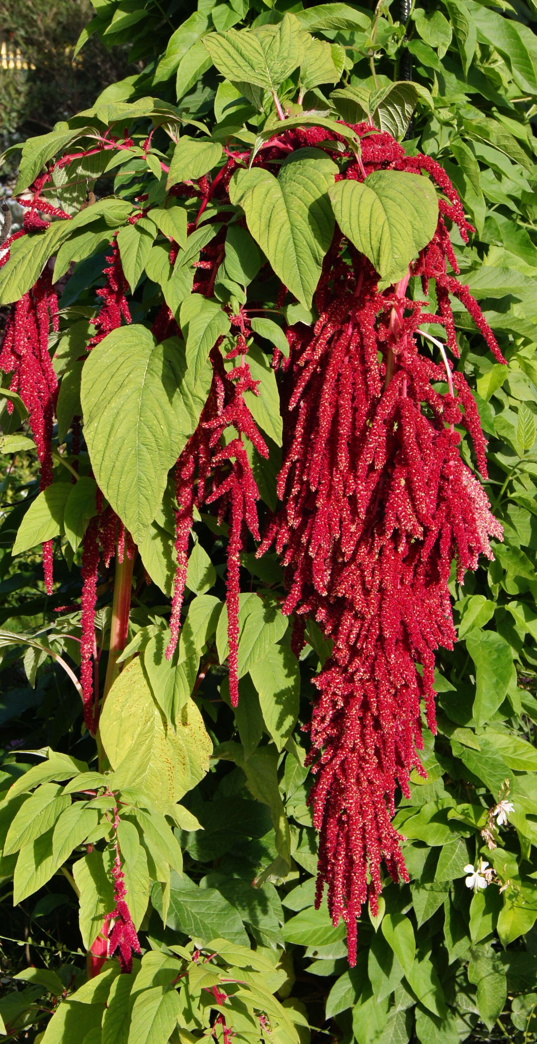 Imagem de Amaranthus caudatus L.