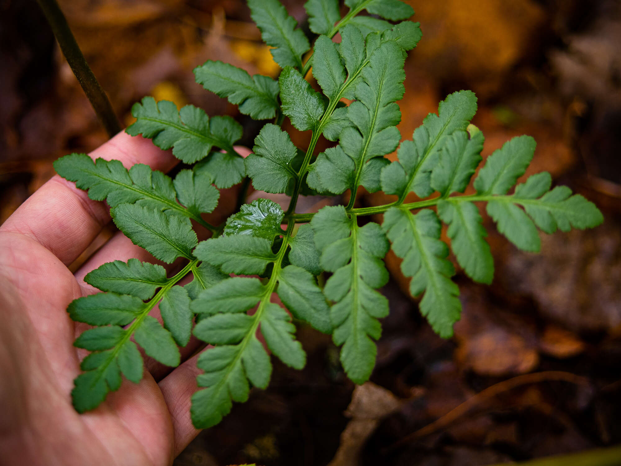 Image of bluntlobe grapefern